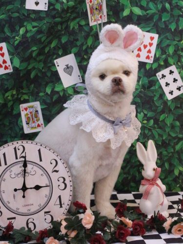 20250423琥珀くん